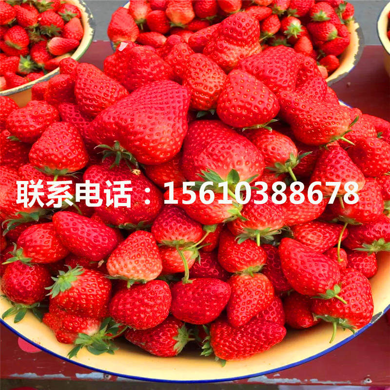 2019年四季美德莱特草莓苗出售、四季美德莱特草莓苗厂家