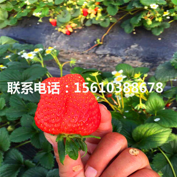 哪里賣佐賀清香草莓苗、佐賀清香草莓苗多少錢一棵
