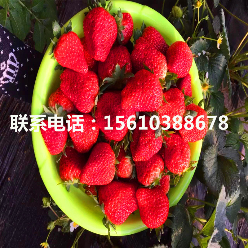 新品种美香莎草莓苗多少钱一棵、美香莎草莓苗什么价格