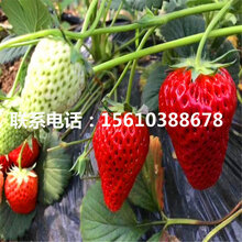 求购京承香草莓苗、京承香草莓苗哪里有卖图片