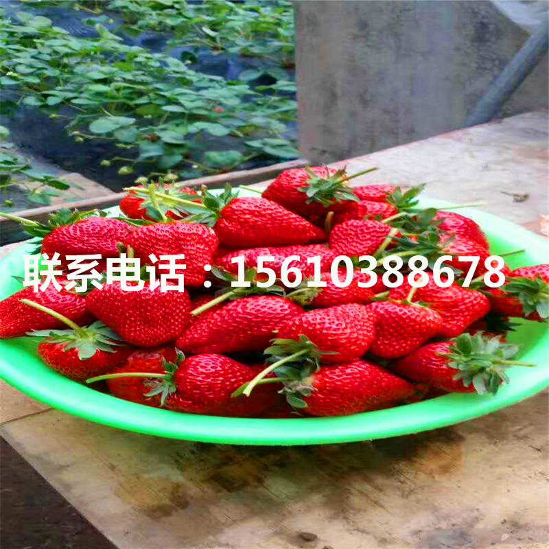 山东红玉草莓苗多少钱一棵、红玉草莓苗批发什么价格