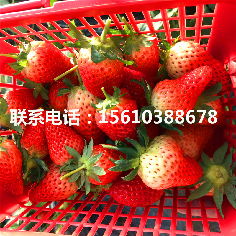 幸香草莓苗图片