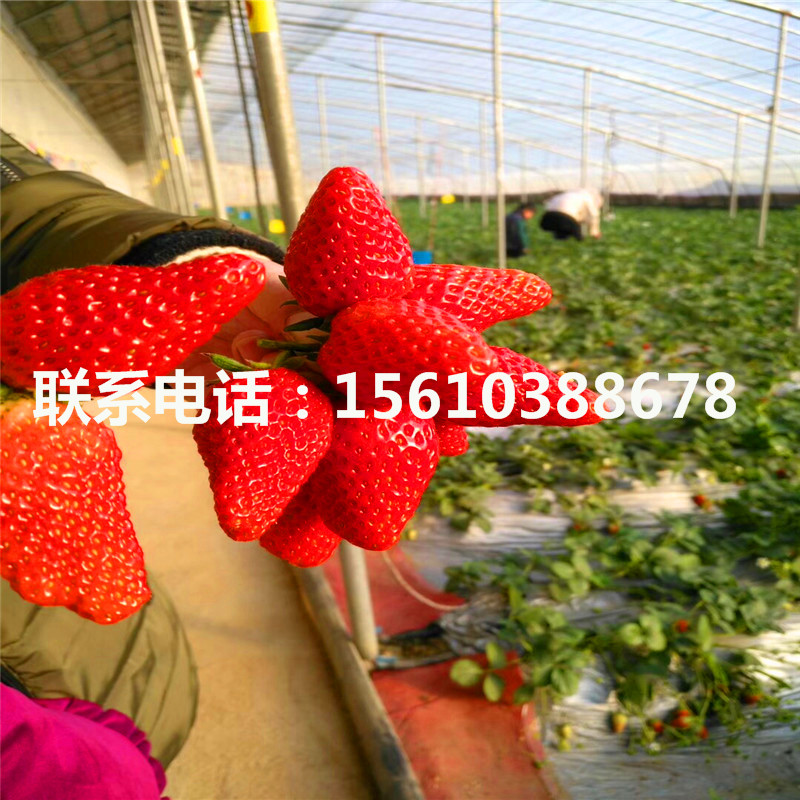 附近哪里有丰香草莓苗、丰香草莓苗价位