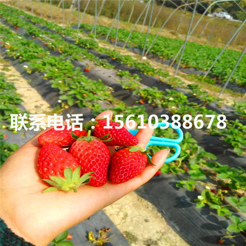2019年红玉草莓苗价格、红玉草莓苗出售基地