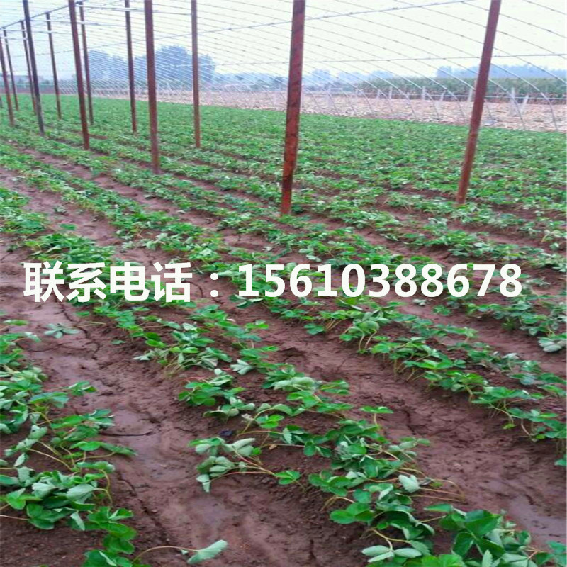 新品种达赛莱克特草莓苗基地、达赛莱克特草莓苗厂家