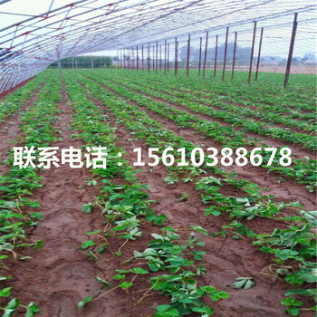 山东美十三草莓苗基地、美十三草莓苗出售价格是多少