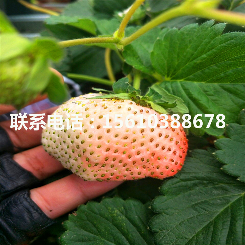 新品种京泉香草莓苗、京泉香草莓苗批发基地