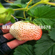 新品種京藏香草莓苗哪里有、京藏香草莓苗批發什么價格