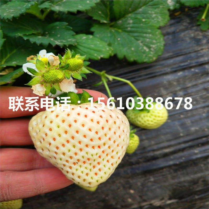 新品种甜查理草莓苗出售、甜查理草莓苗哪里有卖的