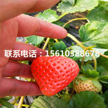 妙香7号草莓苗种植基地图片1