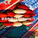 妙香7号草莓苗种植基地图片2