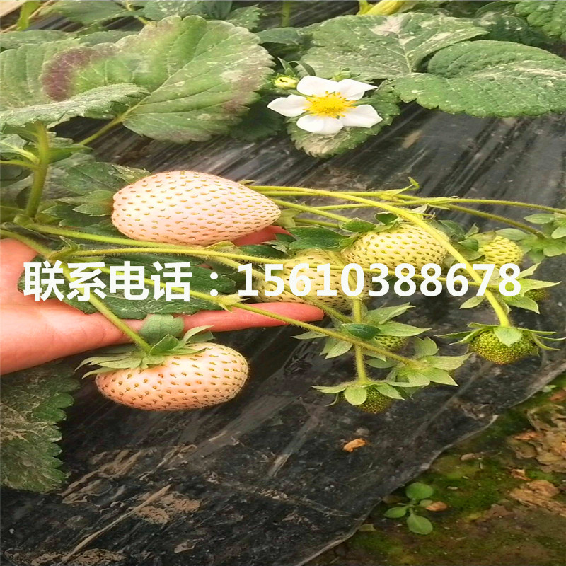 新品种贵美人草莓苗、贵美人草莓苗价格