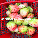 妙香7号草莓苗种植基地图片4