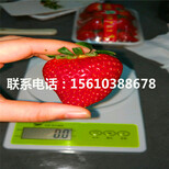妙香7号草莓苗种植基地图片5