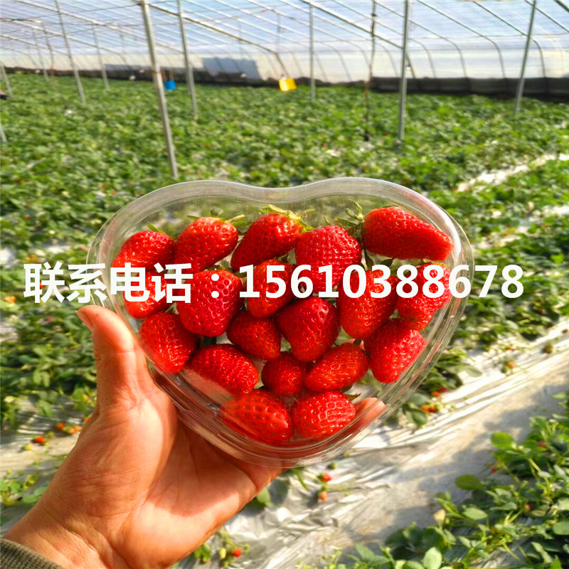 2019年圣诞红草莓苗出售、圣诞红草莓苗批发价格
