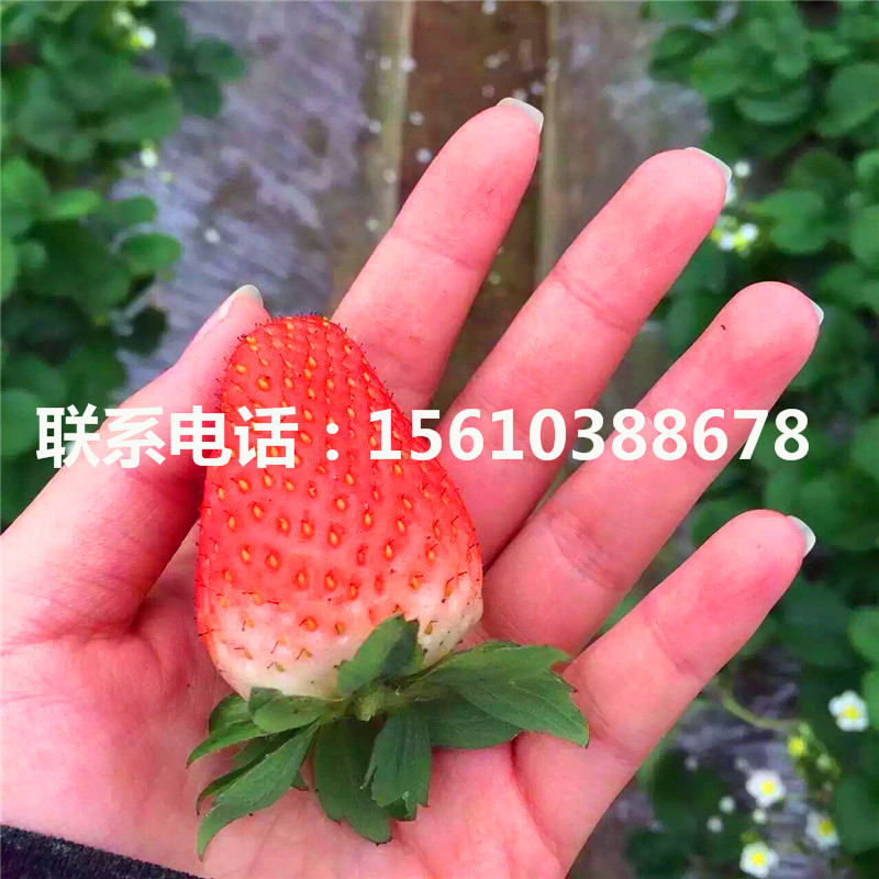 新品种红玉草莓苗、红玉草莓苗栽培技术
