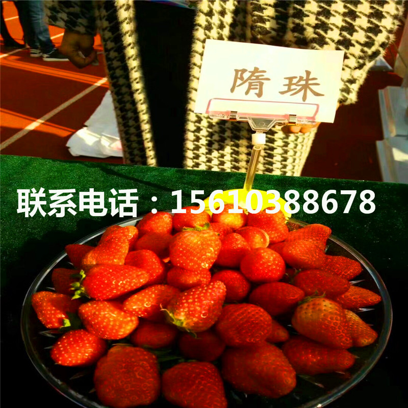 新品种贵美人草莓苗、贵美人草莓苗价格