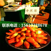 山东爱莎草莓苗、爱莎草莓苗哪里出售图片
