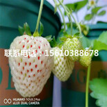 附近哪里有京桃香草莓苗、京桃香草莓苗价格图片1
