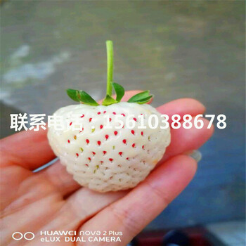 新品種童子一號(hào)草莓苗、童子一號(hào)草莓苗簡(jiǎn)介