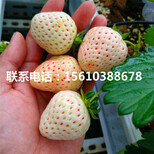 附近哪里有京桃香草莓苗、京桃香草莓苗价格图片3