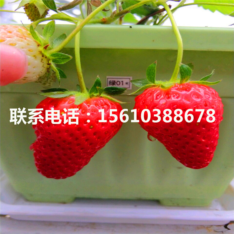 甜宝草莓苗批发基地