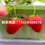 附近哪里有京桃香草莓苗、京桃香草莓苗价格图片4