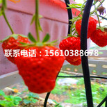 附近哪里有京桃香草莓苗、京桃香草莓苗价格图片5