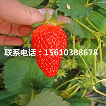 山东美王一号草莓苗多少钱一棵、美王一号草莓苗批发什么价格