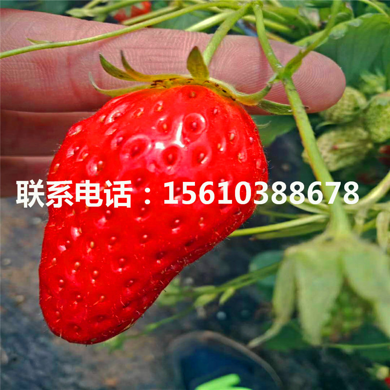 2019年京桃香草莓苗价格、京桃香草莓苗图片