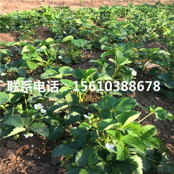 2019年波特拉草莓苗多少钱一棵、波特拉草莓苗多少钱一棵