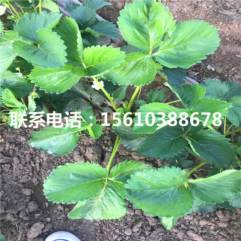 2019年京郊小白草莓苗价格、京郊小白草莓苗出售多少钱