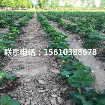求購妙香3號草莓苗、妙香3號草莓苗什么時間成熟