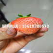 新品種甜寶草莓苗多少錢一棵、甜寶草莓苗價格多少