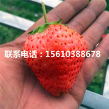 山东妙香3号草莓苗多少钱一棵、妙香3号草莓苗出售多少钱图片0
