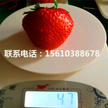 山东妙香3号草莓苗多少钱一棵、妙香3号草莓苗出售多少钱图片1