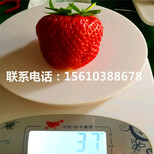 山东妙香3号草莓苗多少钱一棵、妙香3号草莓苗出售多少钱图片2