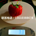 山东妙香3号草莓苗多少钱一棵、妙香3号草莓苗出售多少钱图片3