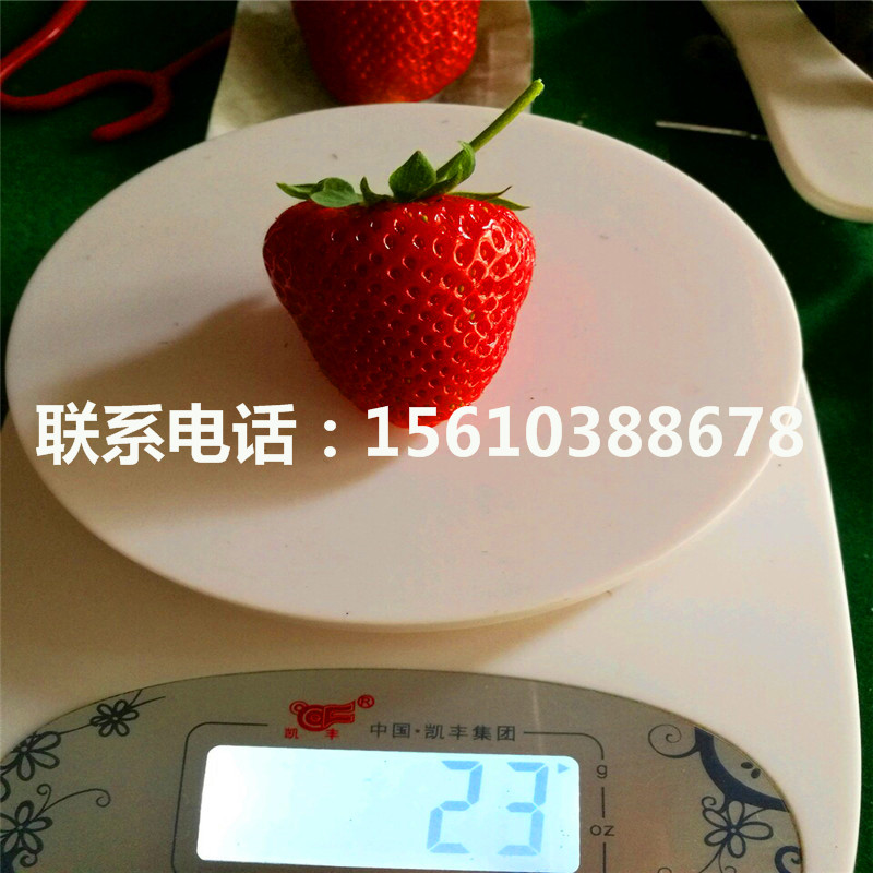 2019年四季草莓草莓苗多少钱一棵、四季草莓草莓苗批发价格