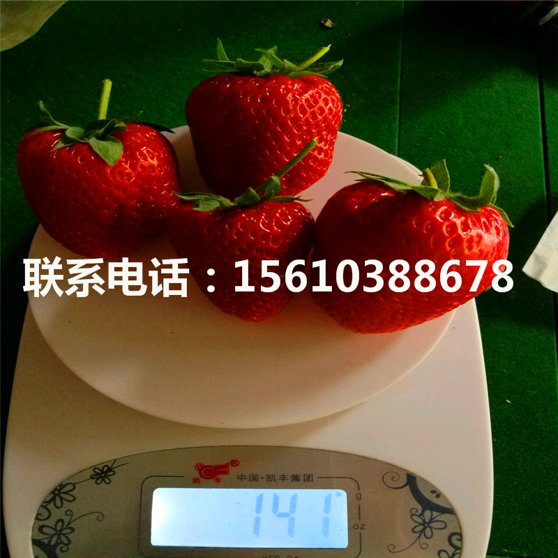 山东艳丽草莓苗报价、艳丽草莓苗多少钱