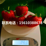 山东妙香3号草莓苗多少钱一棵、妙香3号草莓苗出售多少钱图片5