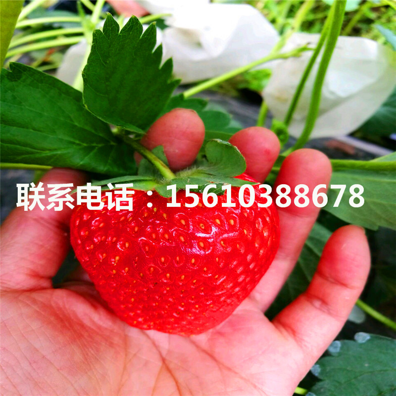 组培德马草莓苗、德马草莓苗多少钱一棵