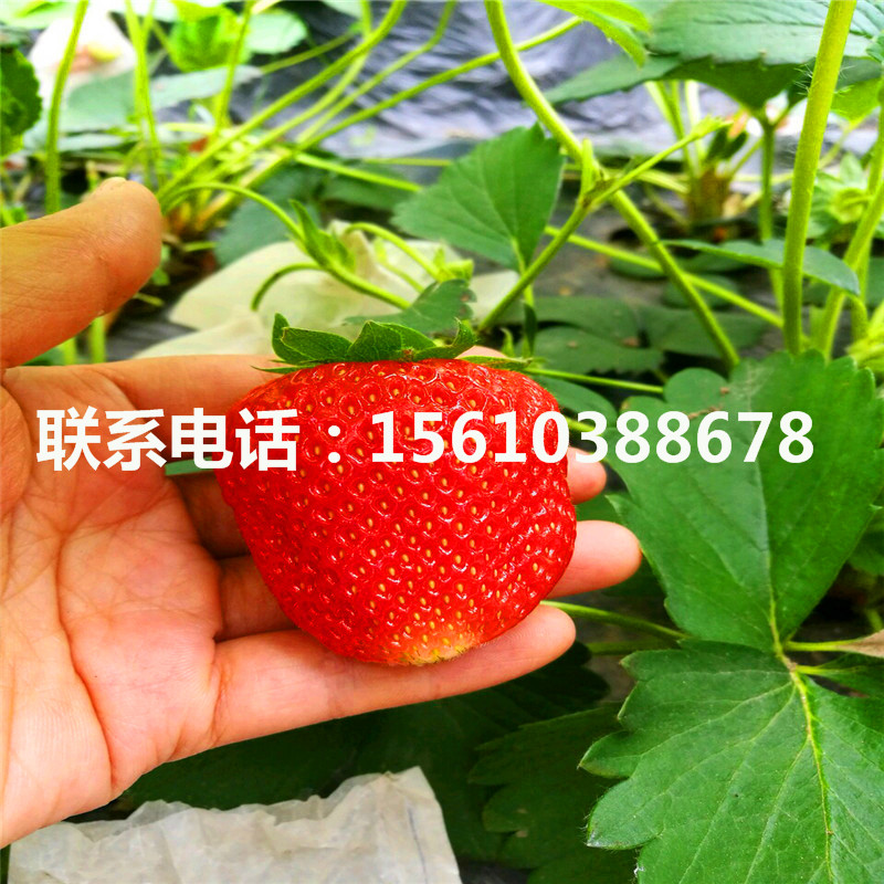 新品种咖啡草莓苗、咖啡草莓苗新品种
