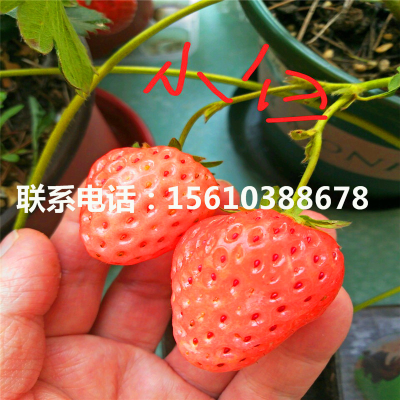 山东红实美草莓苗哪里有、红实美草莓苗出售多少钱