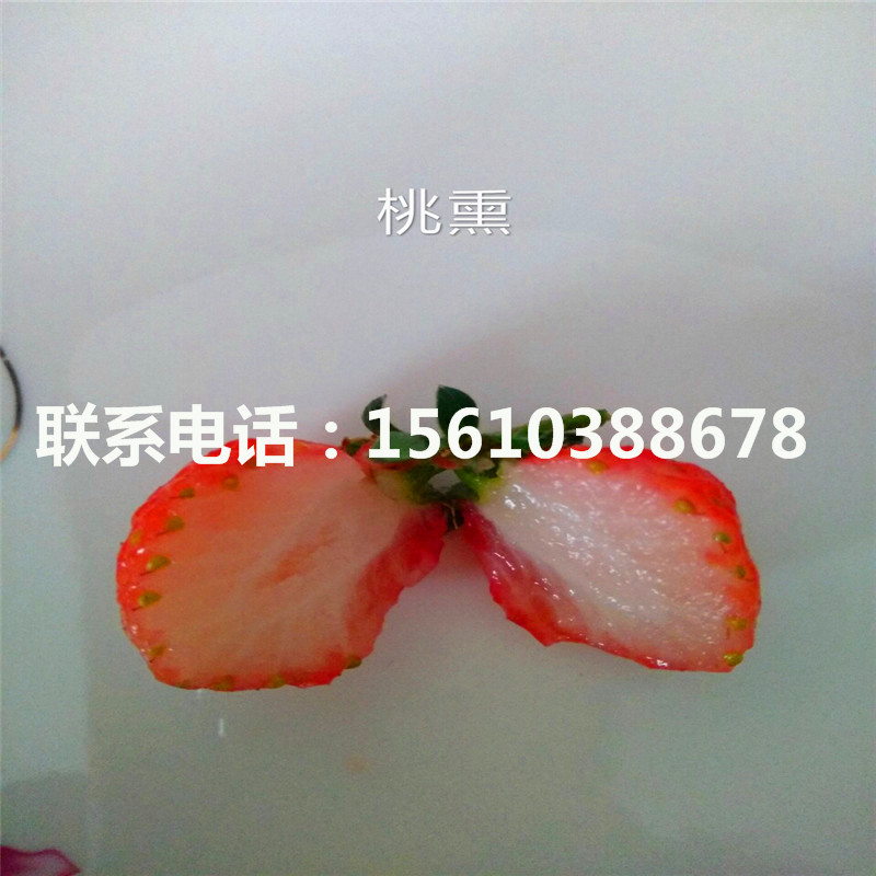 山东甜宝草莓苗出售、甜宝草莓苗多少钱
