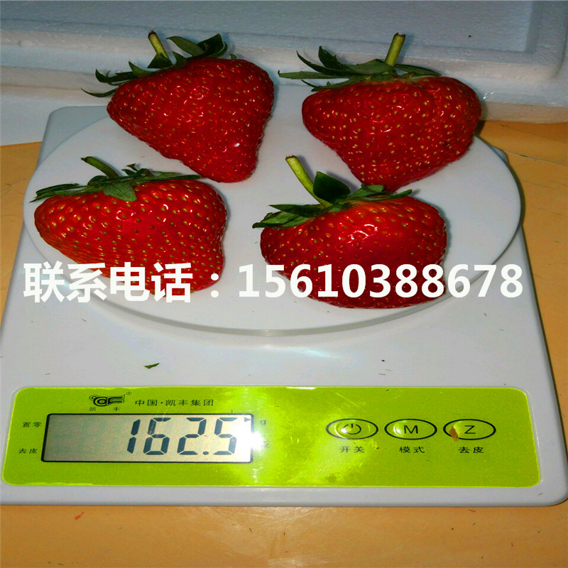 京桃香草莓苗品种介绍