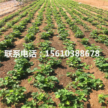 新品種桃熏草莓苗價格、桃熏草莓苗銷售基地