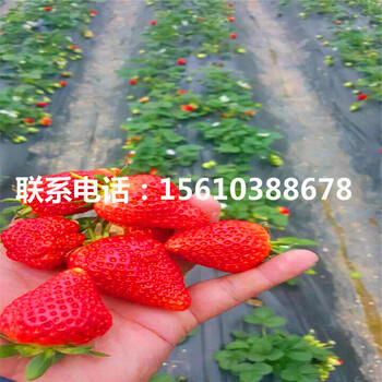 2019年京桃香草莓苗基地、京桃香草莓苗供应商