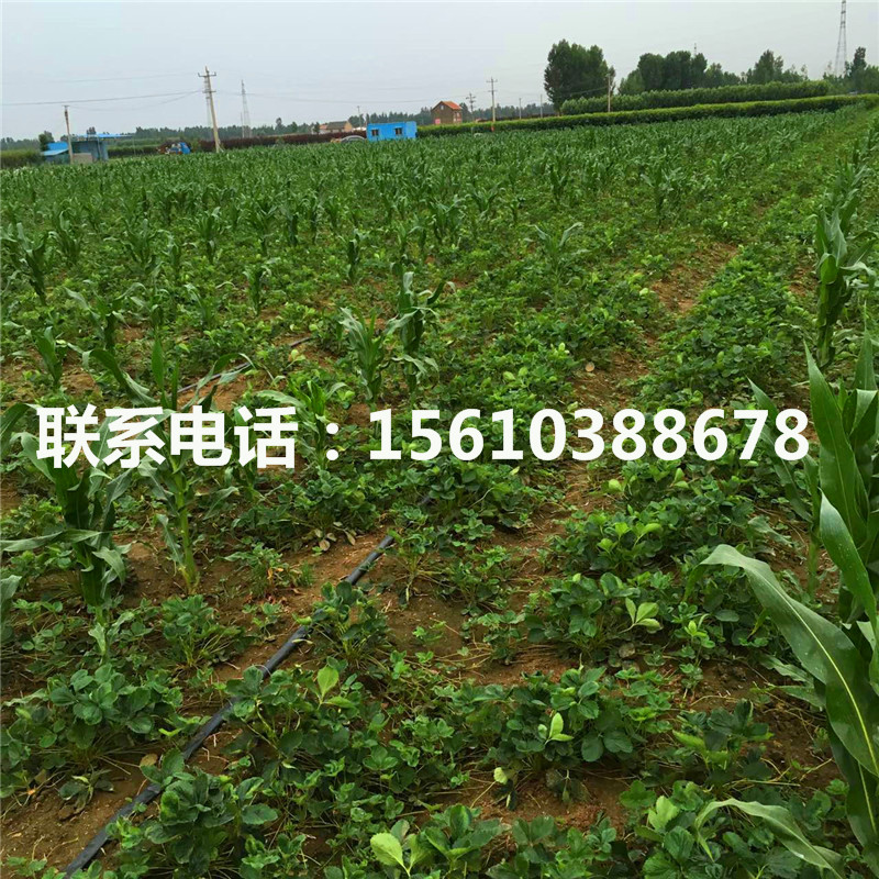 2019年京泉香草莓苗多少钱一棵、京泉香草莓苗出售多少钱