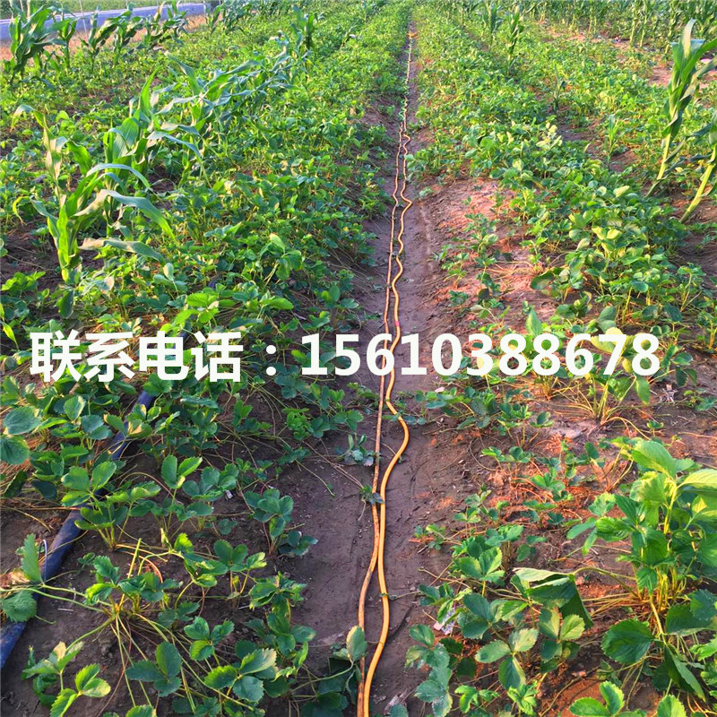 新品种妙香草莓苗多少钱一棵、妙香草莓苗出售基地
